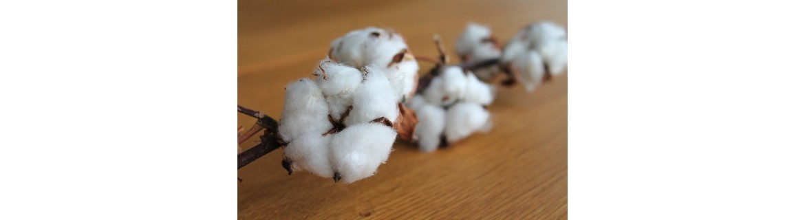 Calcetines de algodón 100% Fibras naturales / Algodón mercerizado / Hilo de Escocia